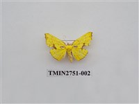 藏品(尺蛾318)的圖片